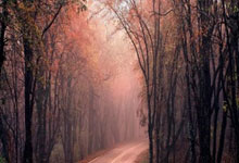 没长记性？维尼修斯曾停赛目睹巴西出局后道歉，这次险缺战阿根廷.